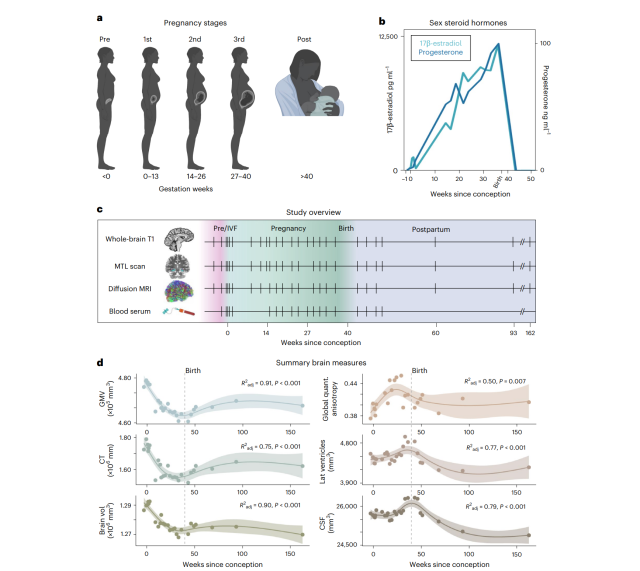 Fig 1. of Neuroanatomical changes observed over the course of a human pregnancy