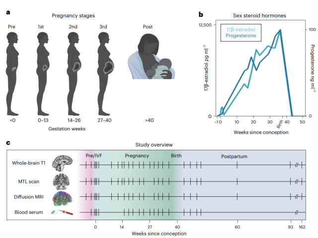 Fig 1. of Neuroanatomical changes observed over the course of a human pregnancy